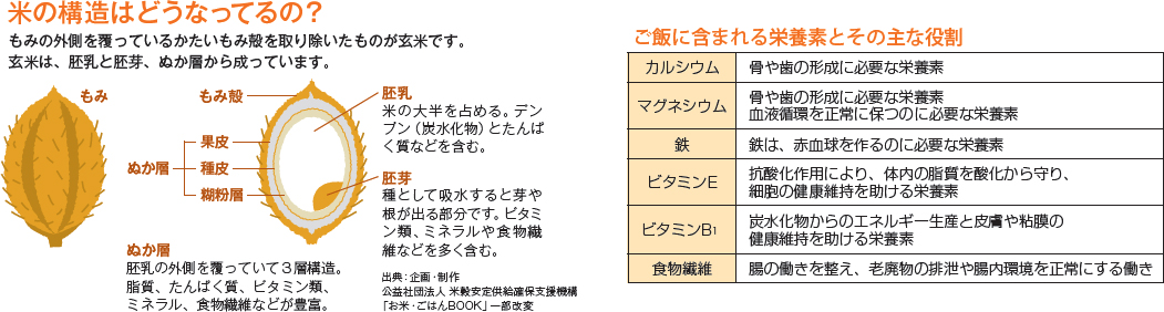 米の構造はどうなってるの？